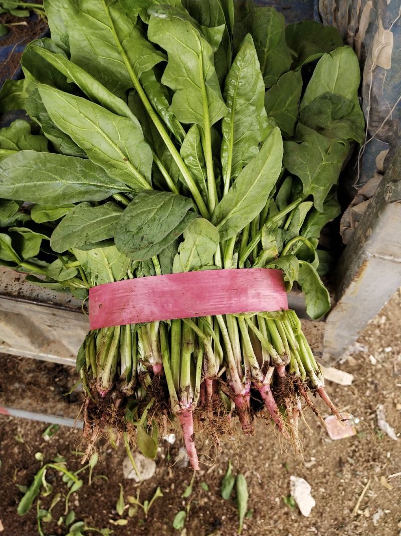 小叶菠菜大量上市，质量高，价格不高