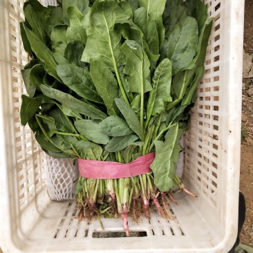 小叶菠菜大量上市，质量高，价格不高