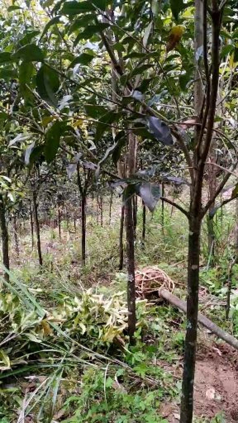 福建浦城丹桂之乡，5公分精品丹桂
