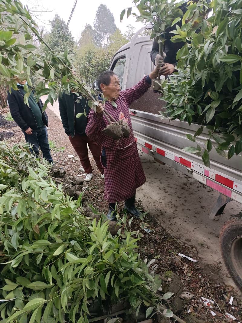 优质天竺桂单株！丛生！绿篱