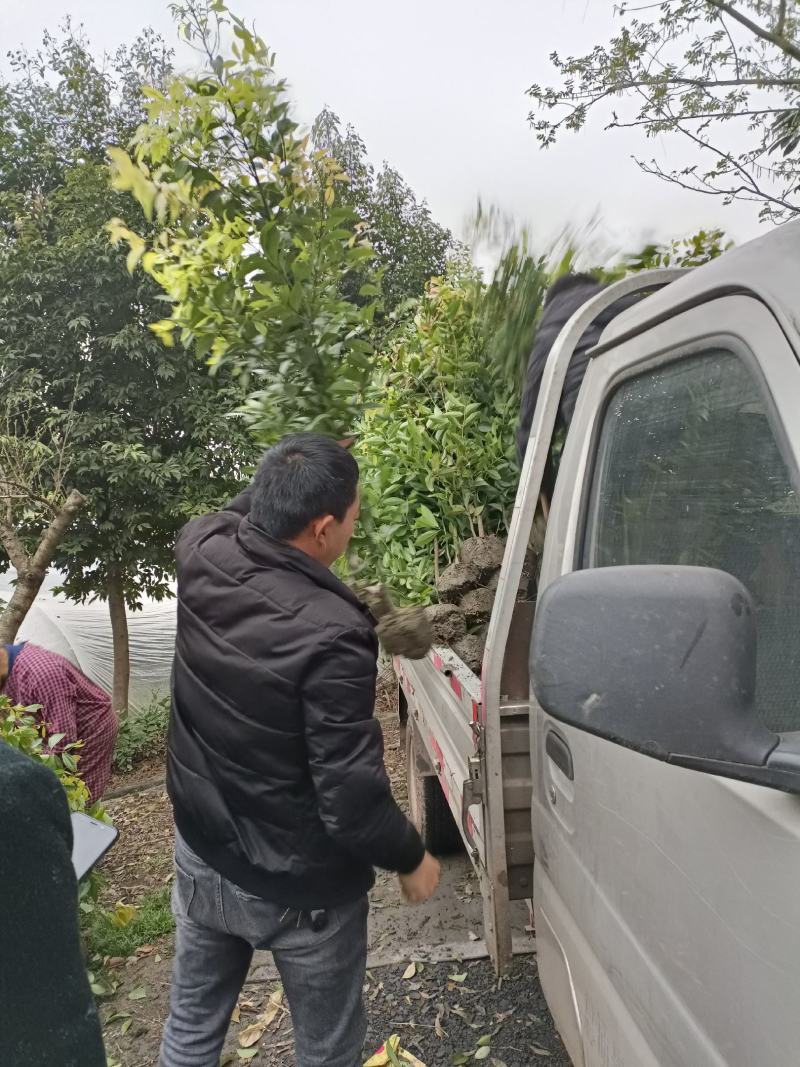 优质天竺桂单株！丛生！绿篱
