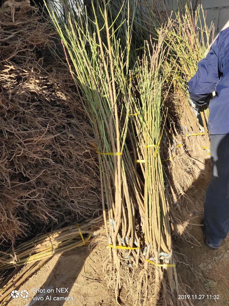 中油19号油桃苗量大从优