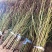 中油19号油桃苗量大从优