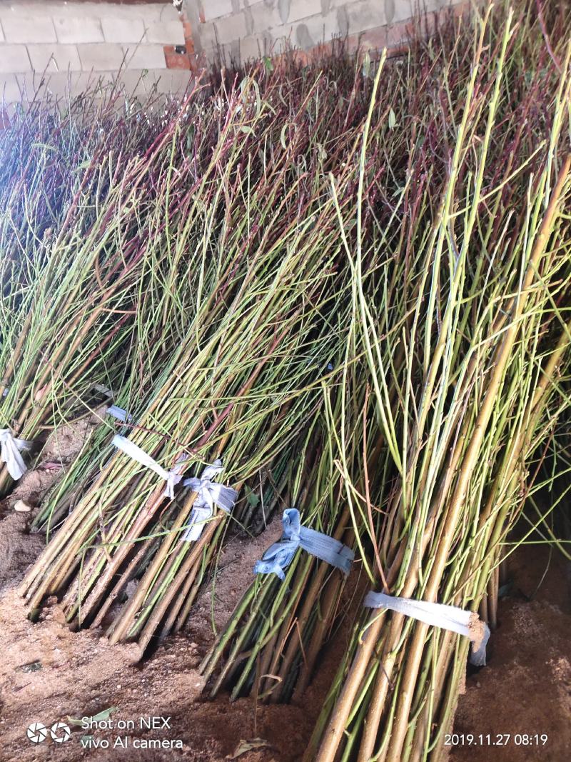 中油19号油桃苗量大从优