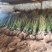 中油19号油桃苗量大从优