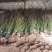 中油19号油桃苗量大从优