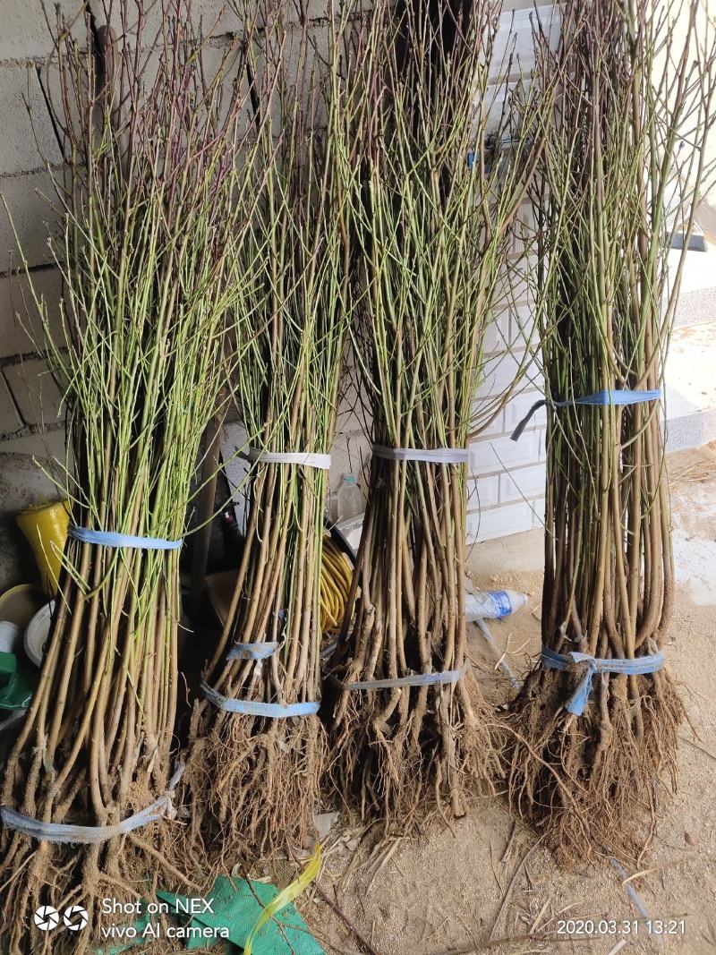 中油19号油桃苗量大从优