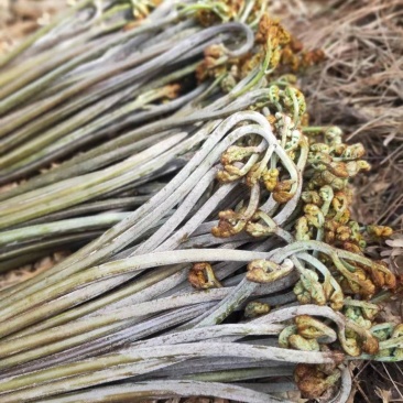 新鲜蕨菜拳头菜龙爪菜如意菜蕨菜