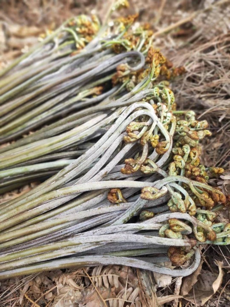 新鲜蕨菜拳头菜龙爪菜如意菜蕨菜