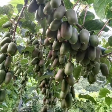 软枣猕猴桃龙成2号量大从优