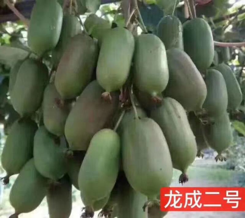 软枣猕猴桃龙成2号量大从优
