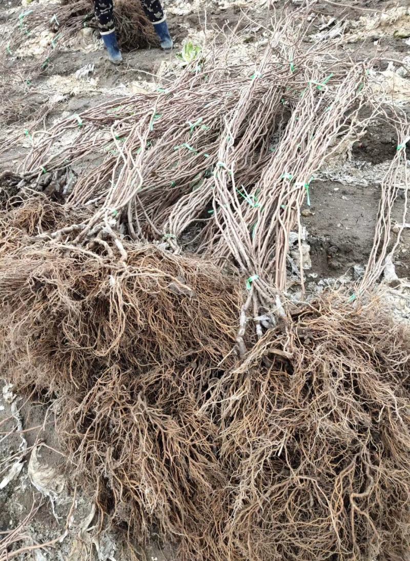 软枣猕猴桃龙成2号量大从优