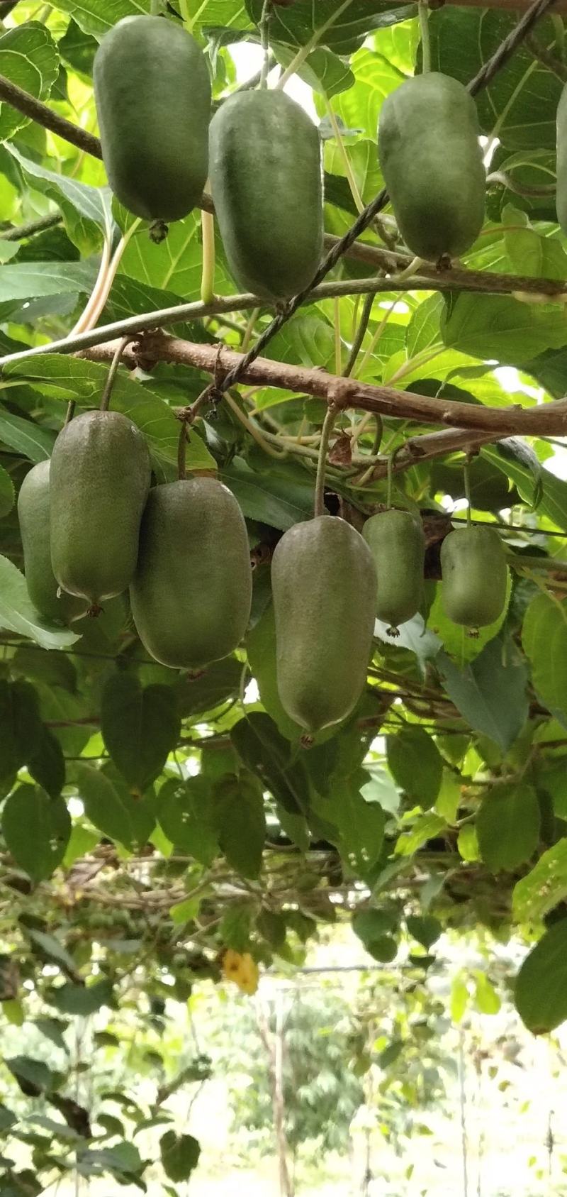 软枣猕猴桃龙成2号量大从优