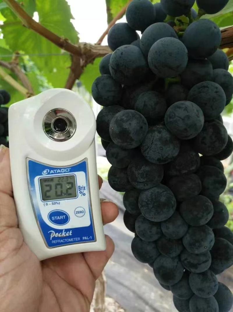 南太湖葡萄苗假一赔十量大从优