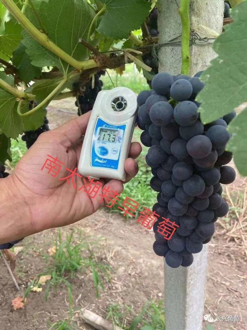 南太湖葡萄苗假一赔十量大从优