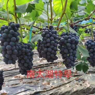 南太湖葡萄苗假一赔十量大从优