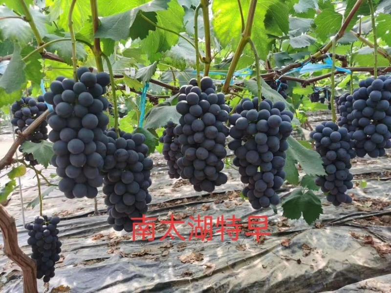 南太湖葡萄苗假一赔十量大从优
