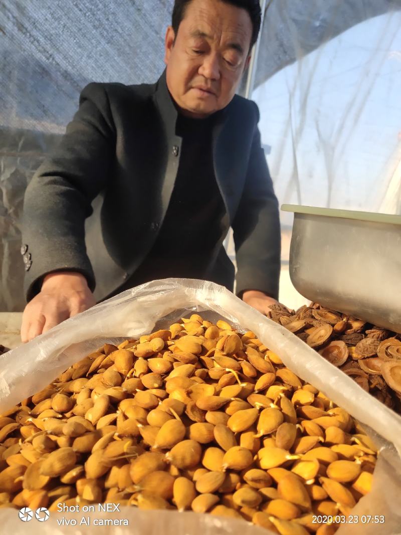 毛桃种子桃芽量大从优，
