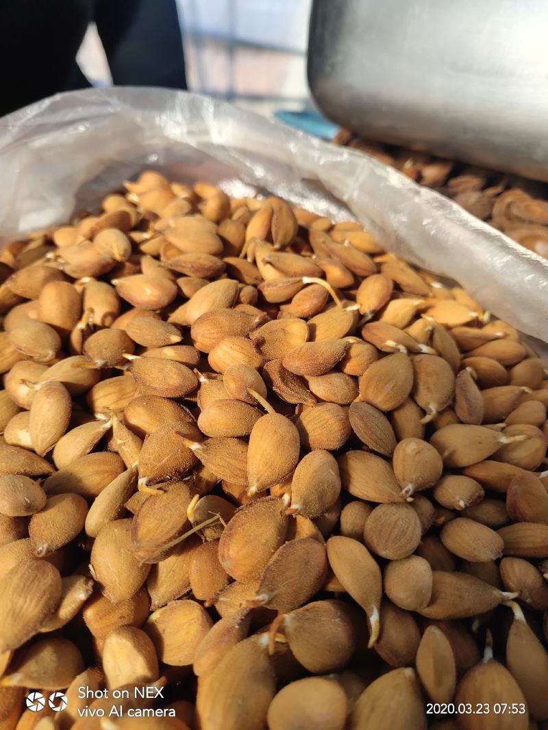 毛桃种子桃芽量大从优，