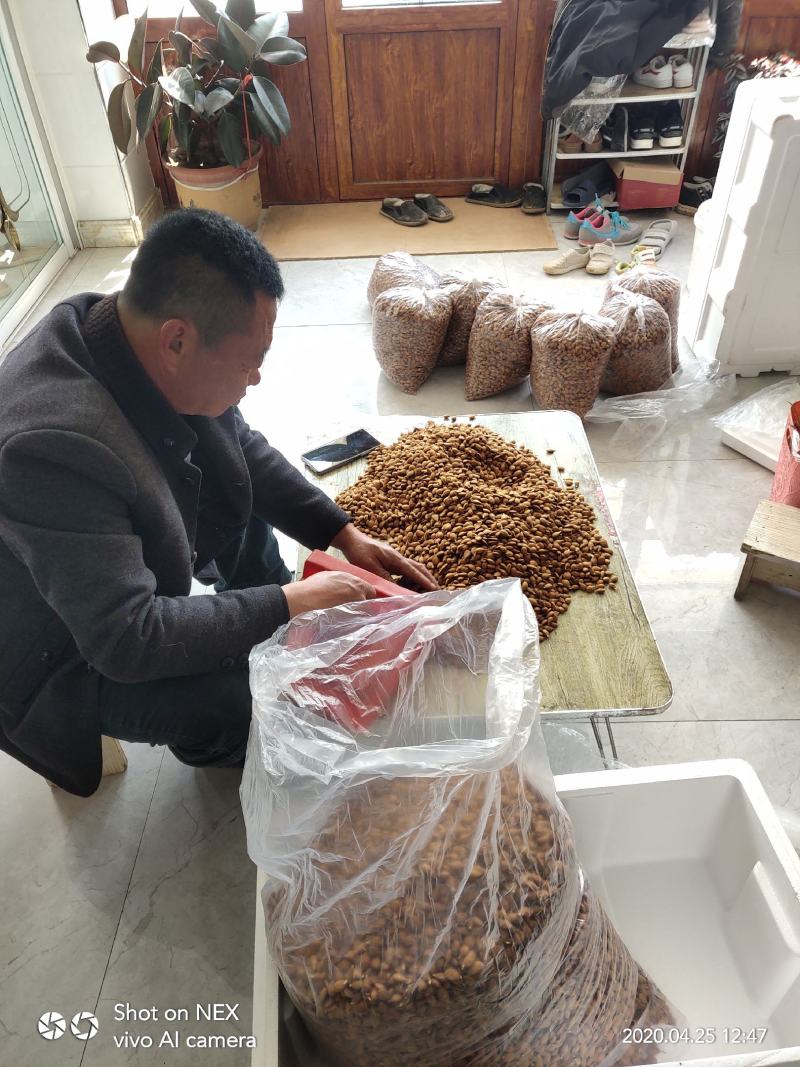 毛桃种子桃芽量大从优，