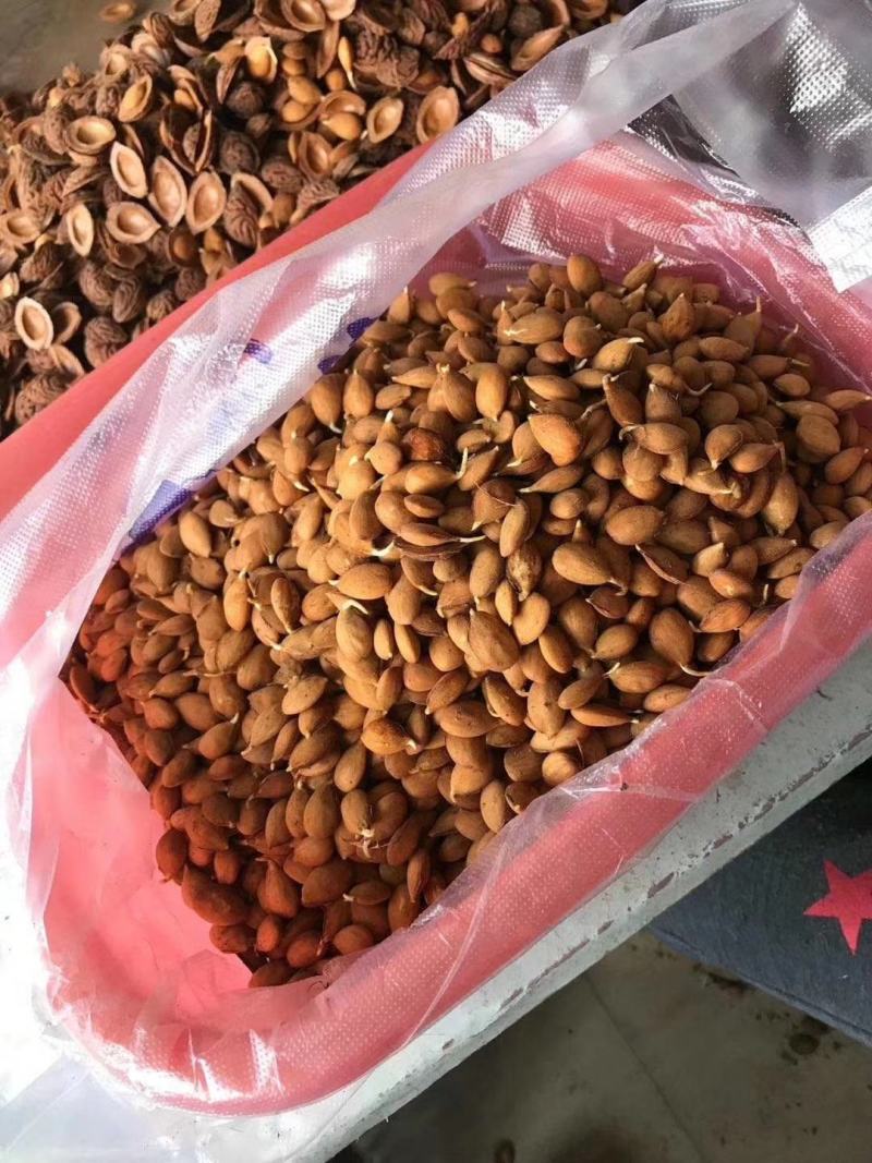 毛桃种子桃芽量大从优，