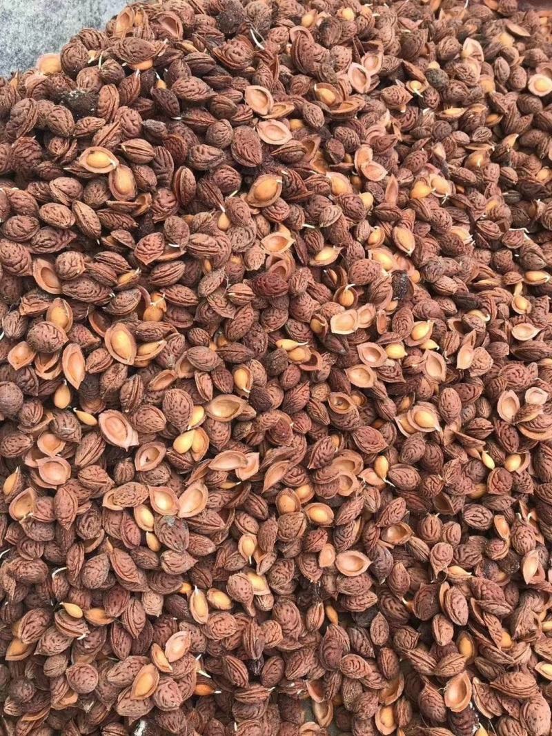 毛桃种子桃芽量大从优，