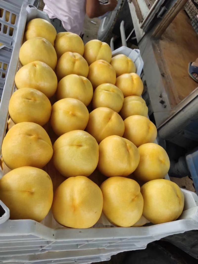 大黄油桃树苗量大从优假一赔十