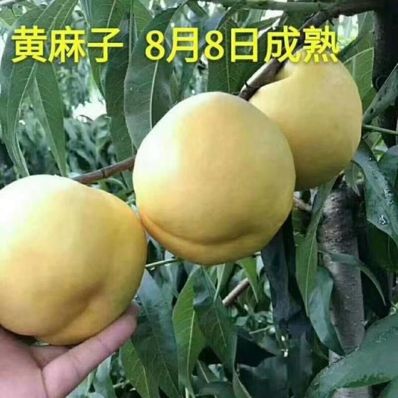 大黄油桃树苗量大从优假一赔十