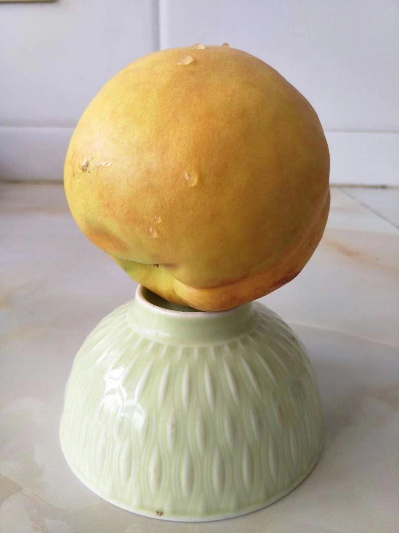 大黄油桃树苗量大从优假一赔十