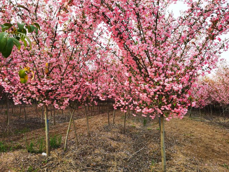 苗圃大量供应小叶垂丝海棠7公分装车价380海棠