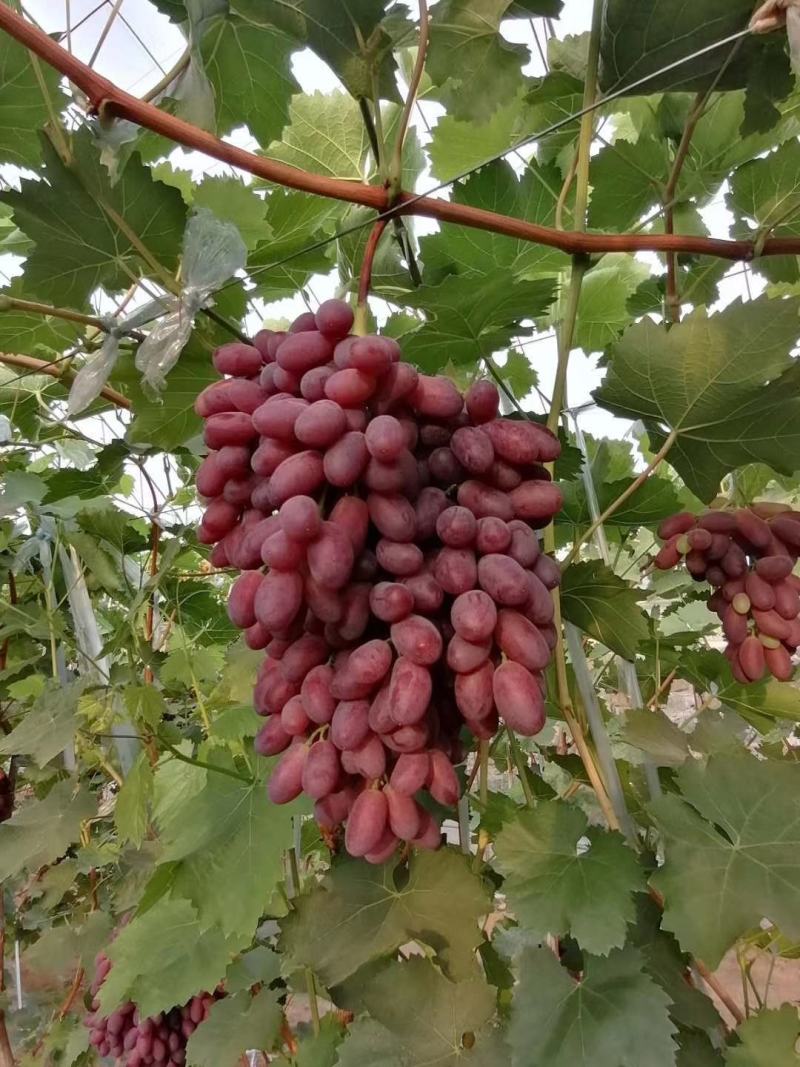 沙耳葡萄苗假一赔十量大从优