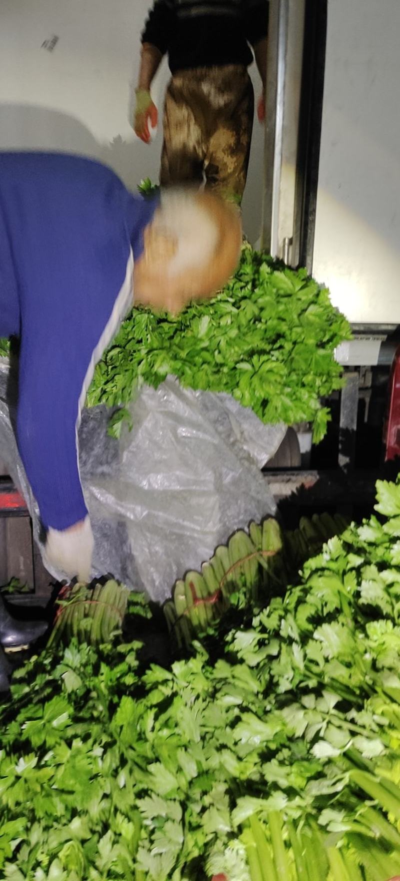 美国西芹大量上市质量好价格便宜对接商超