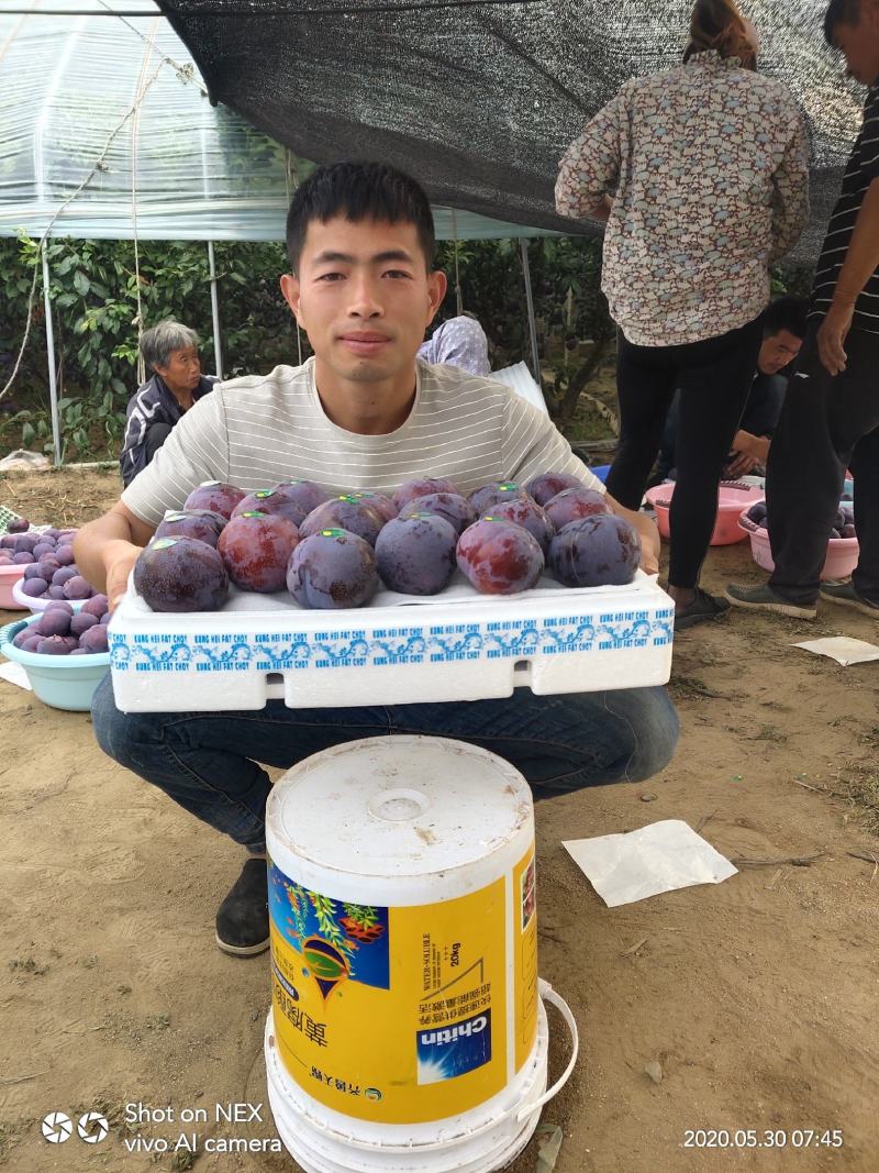 黑霸李子树苗量大从优假一赔十