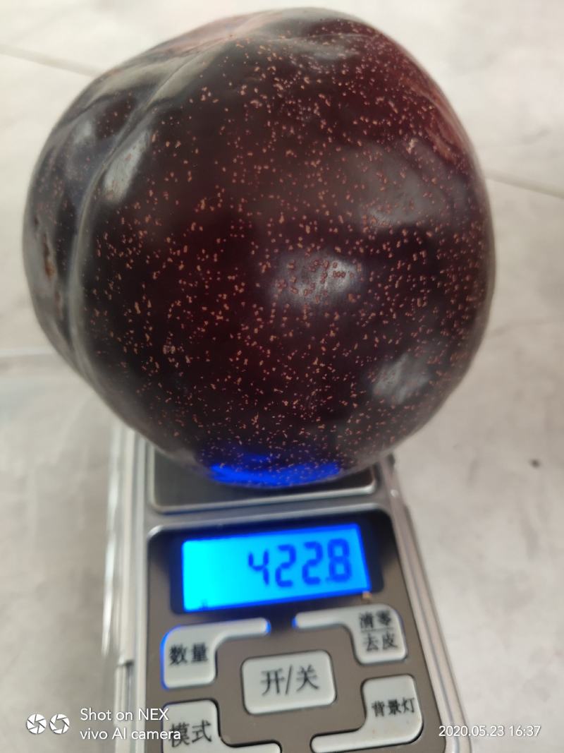 黑霸李子树苗量大从优假一赔十