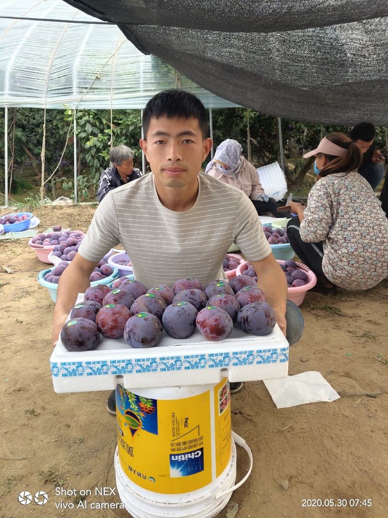 黑霸李子树苗量大从优假一赔十