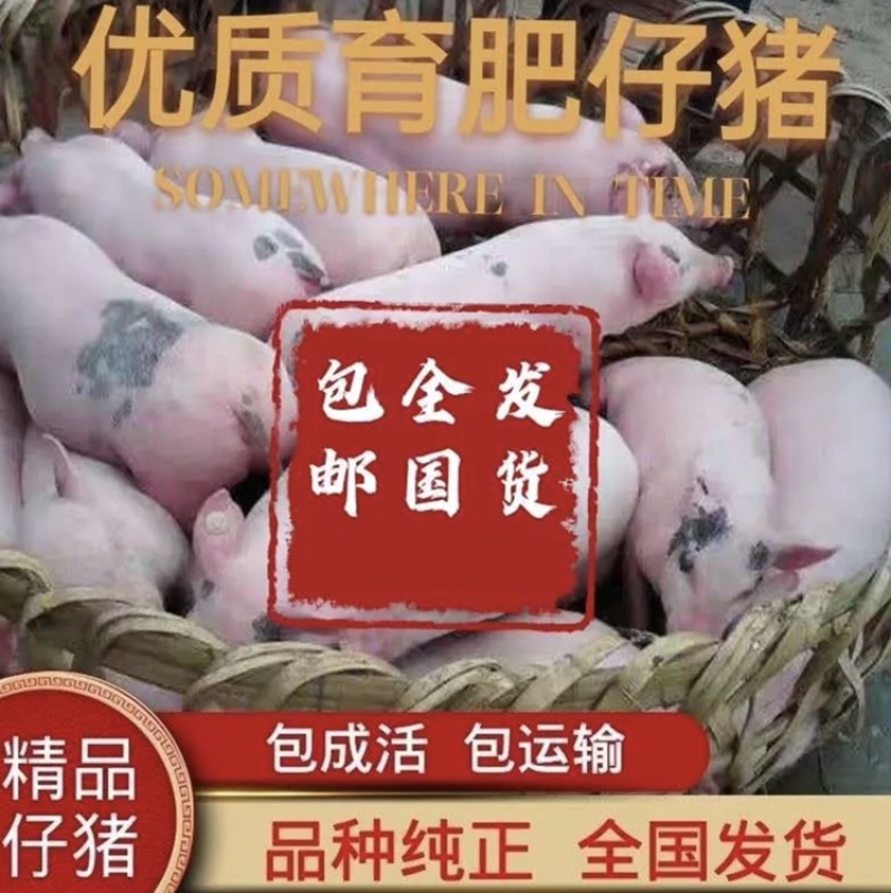 三元仔猪双脊背瘦肉型品种正大屁股长的快抗病率高耐粗粮。