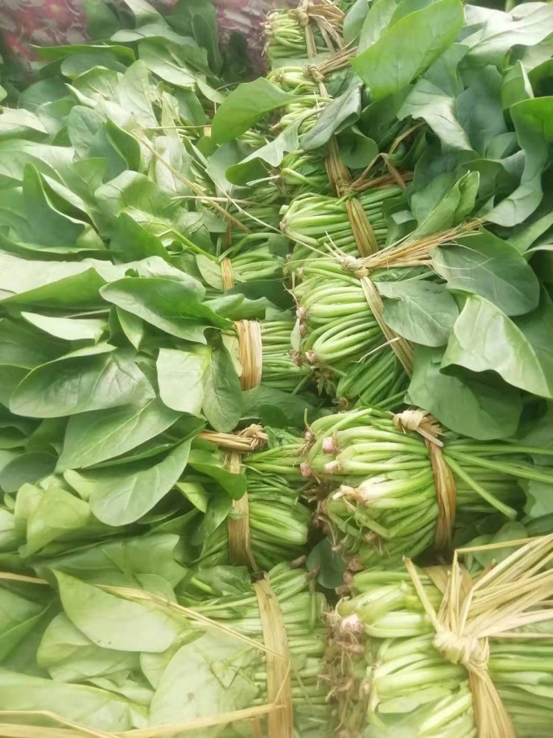 波菜，一手货源产地直销，没有中间商差价，好说话