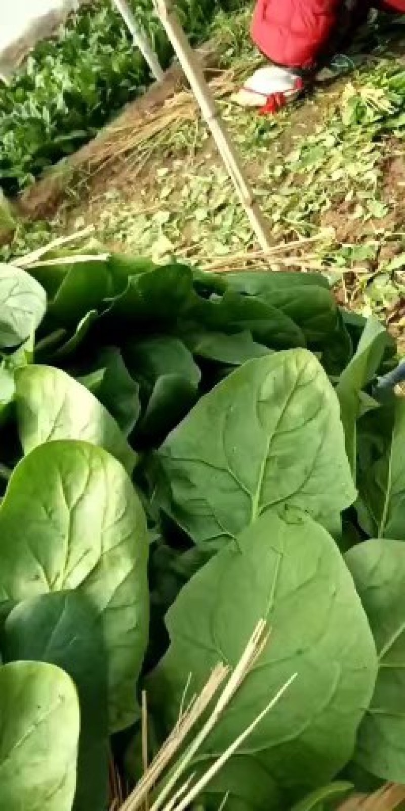 波菜，一手货源产地直销，没有中间商差价，好说话