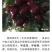 饿罗斯八号大樱桃树苗