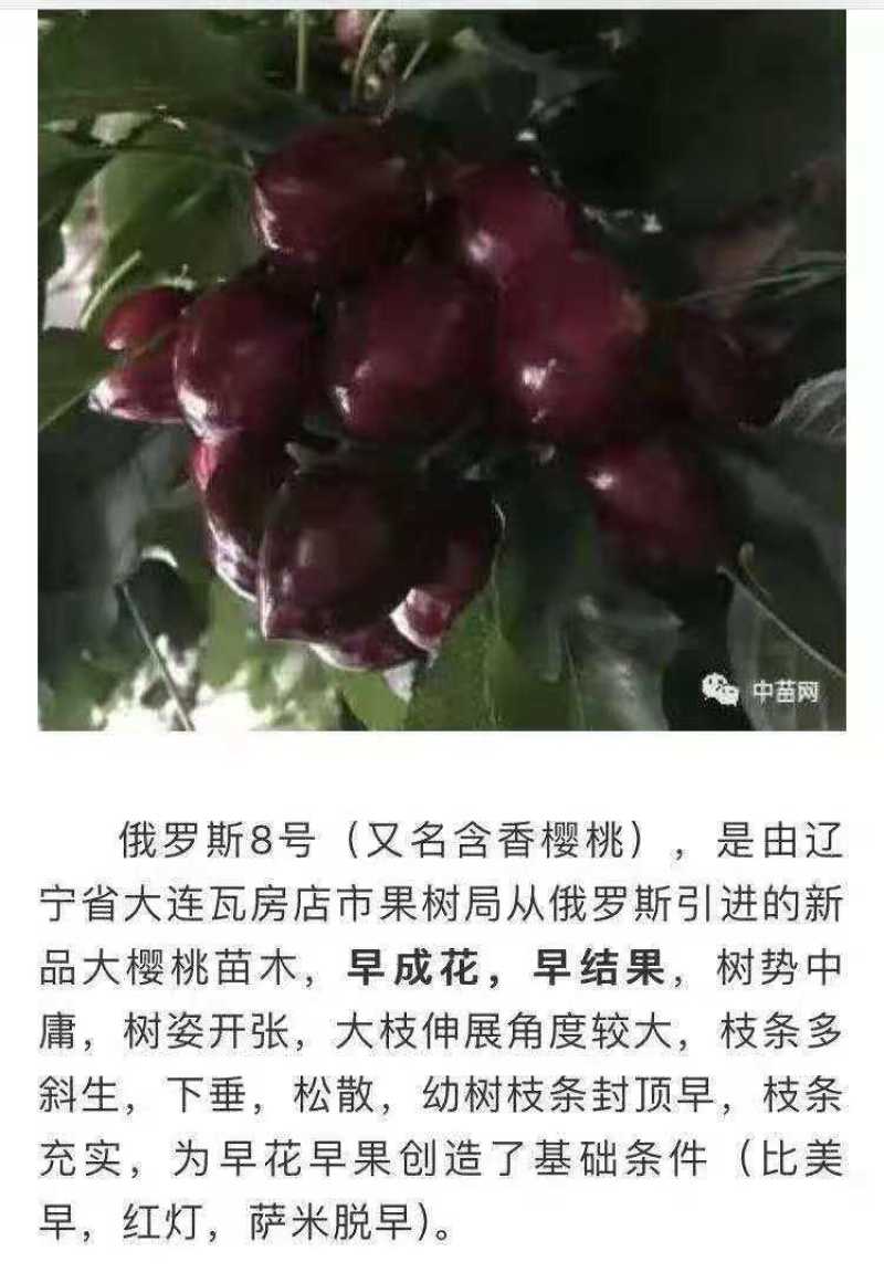 饿罗斯八号大樱桃树苗