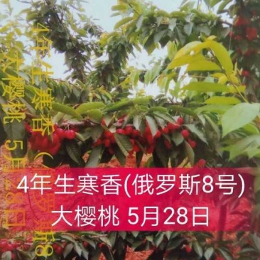 饿罗斯八号大樱桃树苗