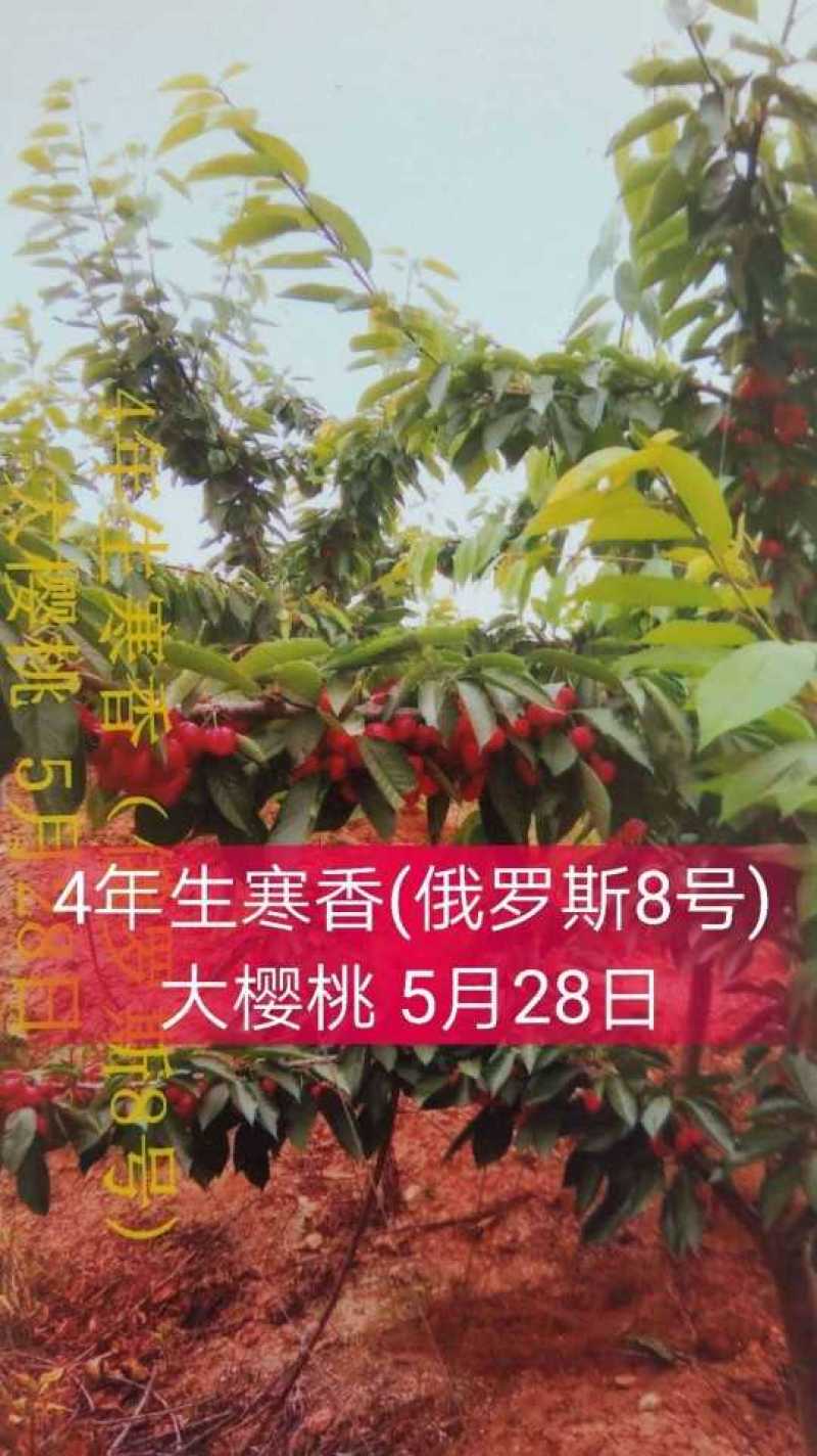 饿罗斯八号大樱桃树苗