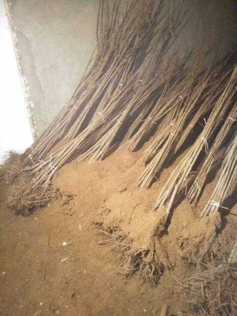 饿罗斯八号大樱桃树苗
