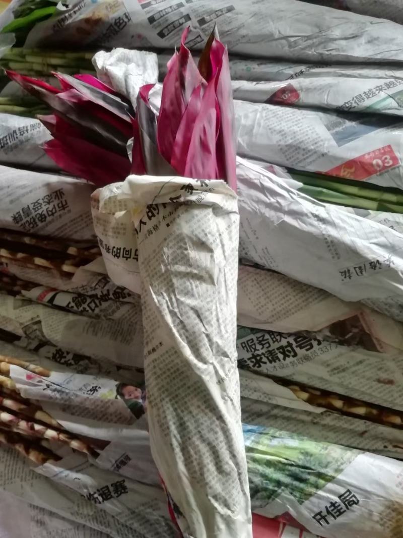 富贵竹大中小竹红竹莲花竹基地直销量大从优