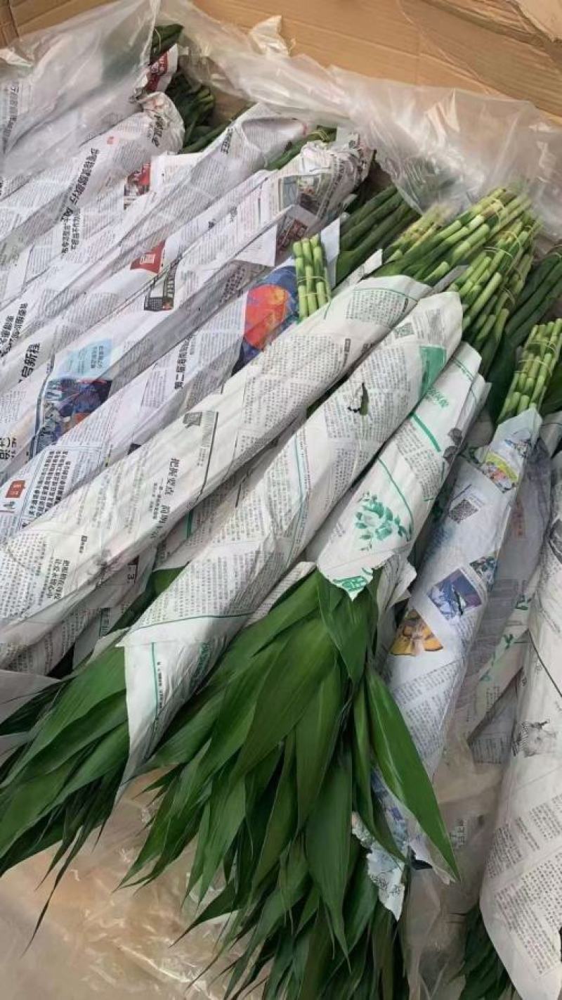 富贵竹大中小竹红竹莲花竹基地直销量大从优
