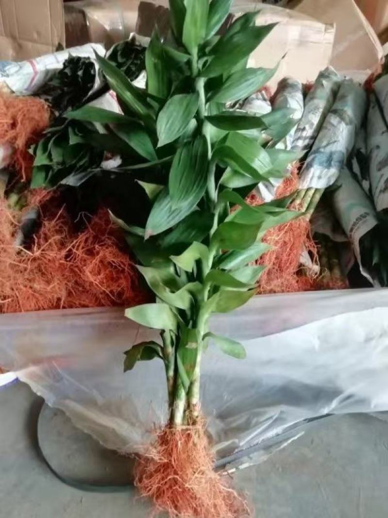 富贵竹大中小竹红竹莲花竹基地直销量大从优