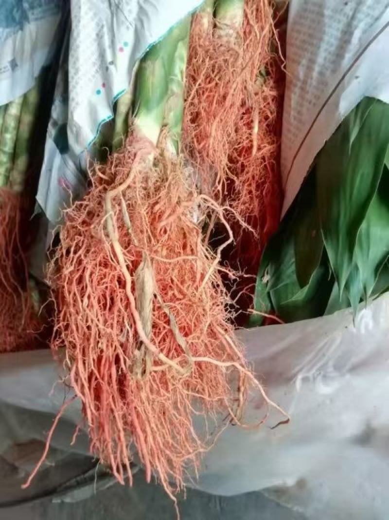 富贵竹大中小竹红竹莲花竹基地直销量大从优