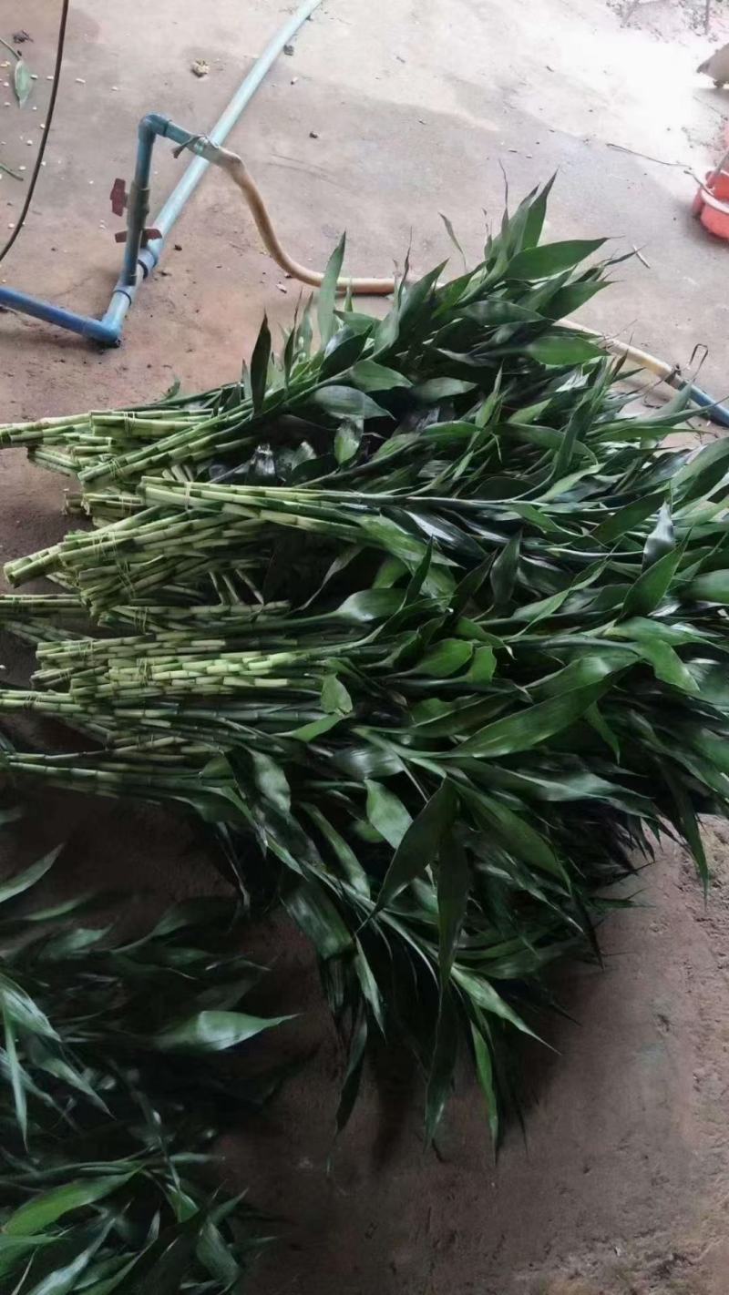 富贵竹大中小竹红竹莲花竹基地直销量大从优
