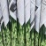 富贵竹大中小竹红竹莲花竹基地直销量大从优