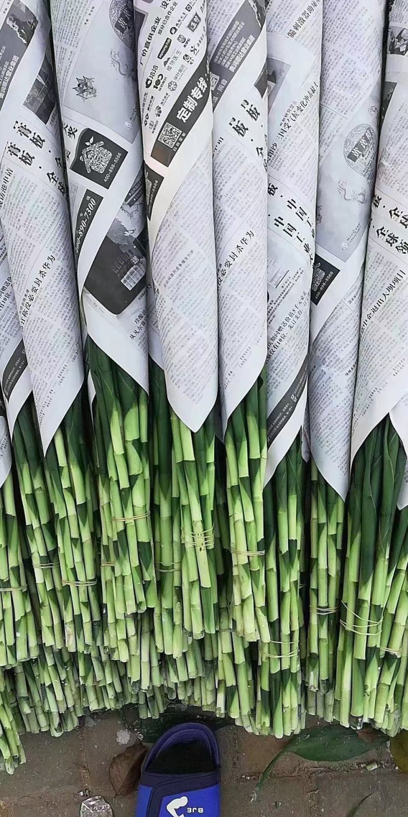 富贵竹大中小竹红竹莲花竹基地直销量大从优